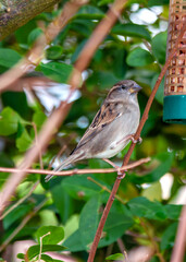House Sparrow (Passer domesticus) - Found worldwide
