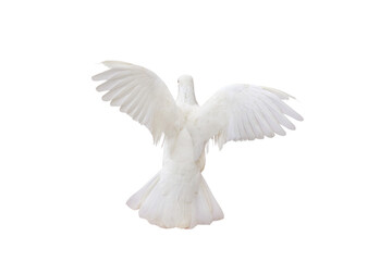 Beautiful flying White dove isolated on transparent background png file	