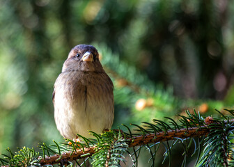 House Sparrow (Passer domesticus) - Found worldwide