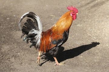 Rooster on sand. Portrait of animal farm background. Countryside landscape. Chicken farm. Brown orange color feathers. Chicken walking freely on hay. Closeup bird.  Hen house area.