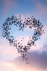 Birds collectively flying in formation, creating a clear heart shape.