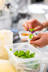 Close-up of a chef’s hands holding fresh green herbs, with a blurred professional kitchen background. Focus on vibrant, freshly picked herbs
