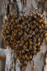 Group of heart-shaped bees gathering on a tree trunk.