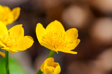 Close up of a yellow kingcup flower with a green stem