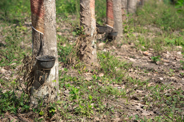 Tapping latex into bowl from a rubber trees in Thailand