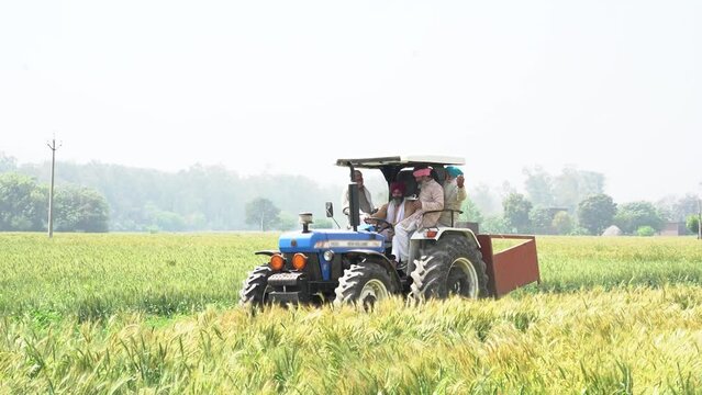 Village india, Indian farmer driving tractor in agriculture wheat field in sunny day, Rural scene, Punjab farmers. Fertile farm land.