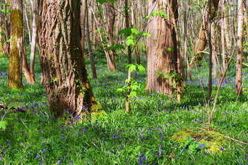 Bluebells and underwood in Coquibus hills. Fontainebleau forest
