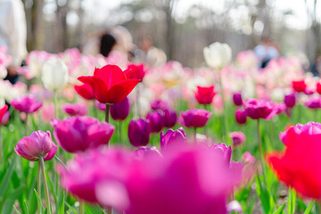 森林公園の美しいチューリップ畑