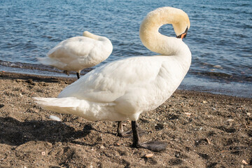 Beautiful white swan on the lake Bracciano, Italy - 783672373