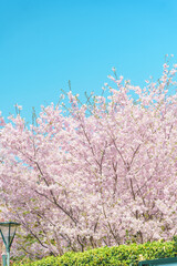 Sakura in full bloom at Yuyuantan Park in Beijing in springtime