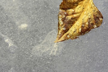 leaf on ice