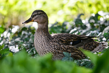 Stockente im Grünen