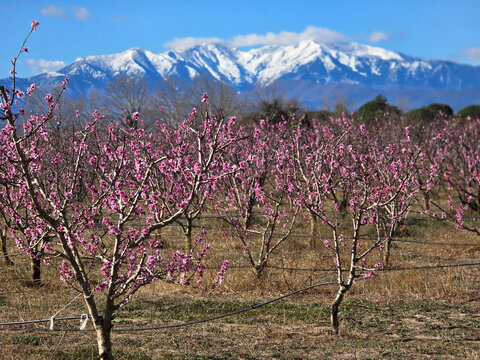 Abricotiers en fleur devant le Canigou