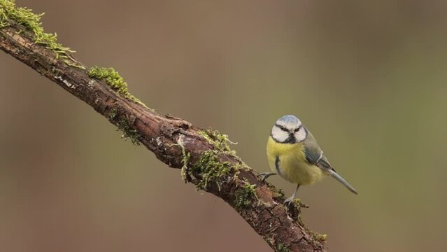 blue tit perched on a branch and then another arrives, cyanistes caeruleus, passerine bird, paridae