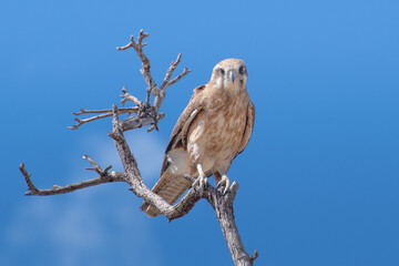 Brown falcon, Falco berigora, single bird on dead tree branch against blue sky, Richmond, outback Queensland, Australia