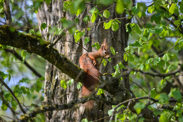 Ein Eichhörnchen sitzt auf einem Baum. ein Tier in seiner natürlichen Umgebung
