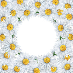Fototapeta premium Chamomile blooming flowers square frame. Watercolour flower decor hand drawn illustration. Painted botanical floral seasonal elements. Isolated background. for Greeting cards, invitation