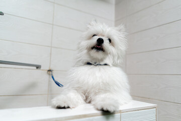 close up In the grooming salon an unwashed Spitz stands in the bathtub waiting for a bath leaning...