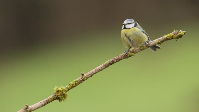 blue tit perched on a branch wiping its beak and then walking away, cyanistes caeruleus, passerine bird, paridae