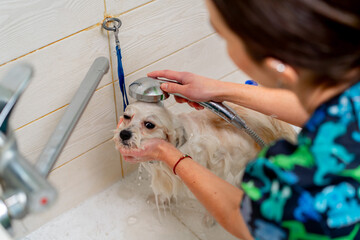 in a grooming salon small white spitz a groomer washes a white dog in a white bathtub shaking from...