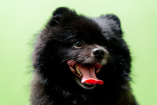 close up in a grooming salon a beautiful black spitz on a green background with a pink leash