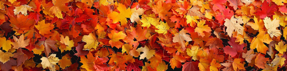 Naklejka na ściany i meble Vibrant Autumn Leaves Background in Warm Fall Colors