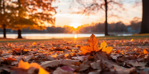 Tranquil Autumn Sunset in a Park with Golden Leaves