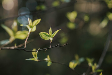 Spring branch with growing leaves