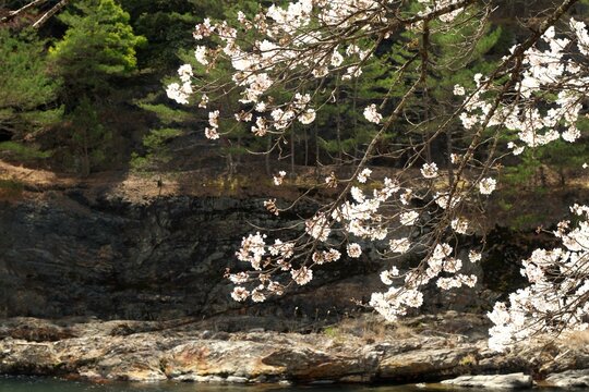 滋賀県うぐい川の桜と岩肌