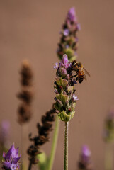 Abeja polinizando