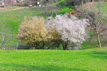 Blossoming almond trees in spring on a green meadow. Rural green field in the springtime