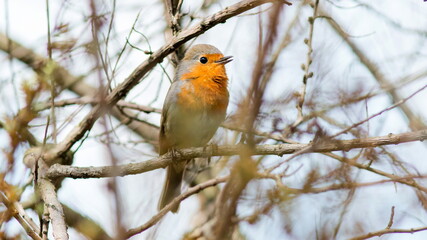 robin on branch