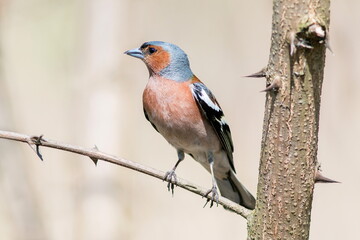 robin on a branch