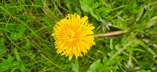 Blooming yellow dandelions in the spring medow