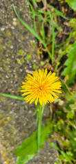 Blooming yellow dandelions in the spring medow