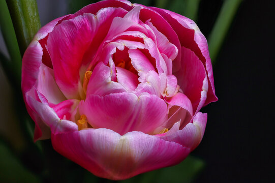 nahaufnahme einer rosa Tulpe