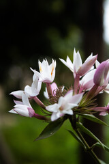 Discover the allure of Jasminum officinale, the White Jasmine Flower. Its pristine petals and...
