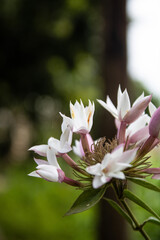 Discover the allure of Jasminum officinale, the White Jasmine Flower. Its pristine petals and...