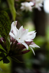 Obraz premium Discover the allure of Jasminum officinale, the White Jasmine Flower. Its pristine petals and enchanting fragrance embody purity and serenity, perfect for any occasion.