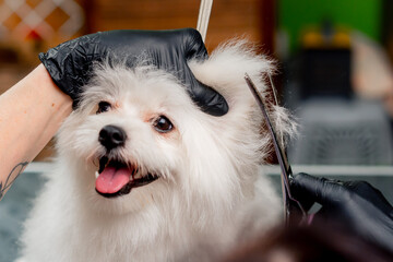 close up in the grooming salon a small white Spitz is washed and groomed the procedure of cutting...