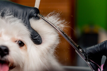 close up in the grooming salon a small white Spitz is washed and groomed the procedure of cutting...