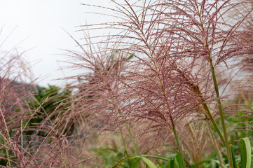 Close up of the Miscanthus, background out of focus in purpose, in New Taipei City, Taiwan.