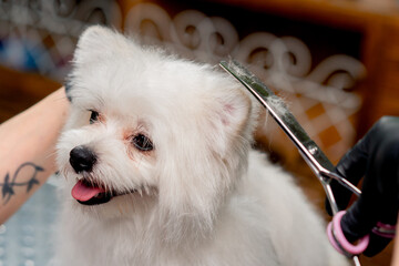 close up in the grooming salon small white Spitz is washed groomer procedure muzzle trimming
