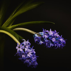 blue hyacinth flower