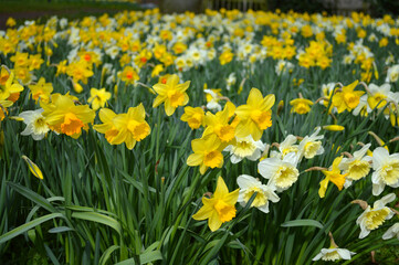 Obraz premium Yellow daffodils blooming at a park in spring time