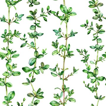 Petite watercolor thyme sprigs, seamless, culinary light notes s. Seamless Pattern, Fabric Pattern, Tumbler Wrap, Mug Wrap.