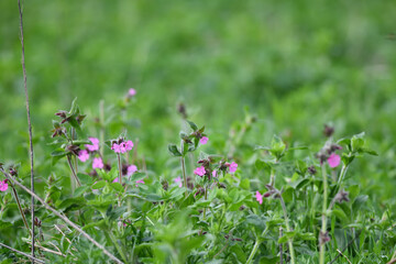 Nahaufnahme einer Graswiesen mit pinken Blüten vor unscharfem grünem Frühlings-Hintergrund vom Garten und Landschaftsbau Betrieb
