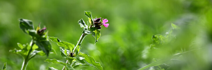 Nahaufnahme Pflanze im Graswiesen Garten mit pinken Blüten vor unscharfem grünem Frühlings-Hintergrund zwischen Ostern und Pfingsten