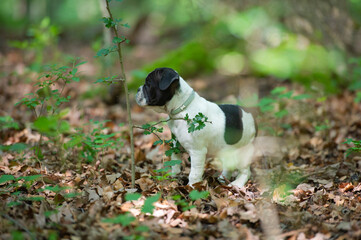 Shorty Bull Welpe im Wald