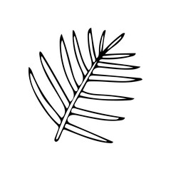 Decorative palm branch with thin leaves in doodle style. Plant element for design card, postcard, banner, for print. Hand drawing black line doodle vector isolated on white background.